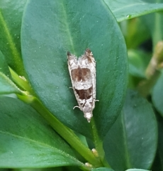 Epinotia ramella