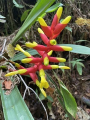 Guzmania sprucei