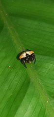 Hypognatha