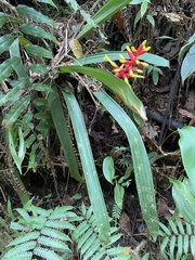 Guzmania sprucei