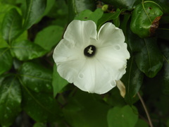Ipomoea scopulorum