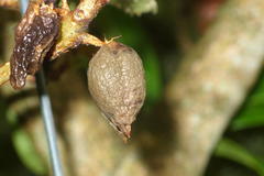 Dermatobotrys saundersii