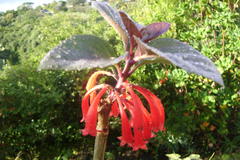 Dermatobotrys saundersii