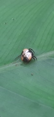 Hypognatha
