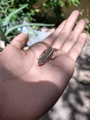 Sceloporus variabilis