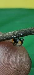 Hypognatha