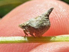 Mistharnophantia