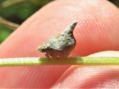 Mistharnophantia