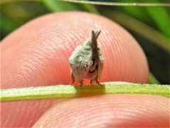 Mistharnophantia