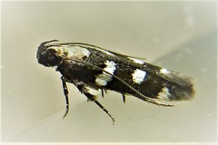 Filatima arizonella