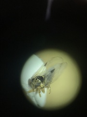 Chionomus puellus