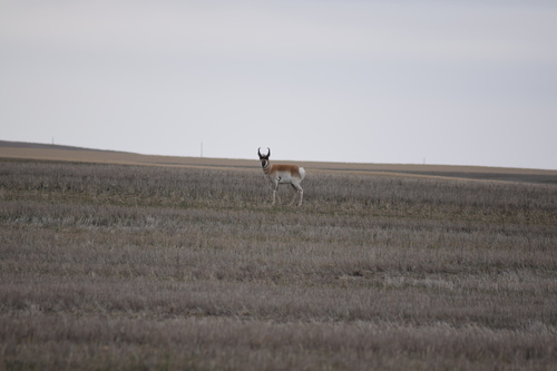 Pronghorn