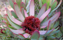 Leucadendron barkerae
