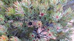 Leucadendron barkerae