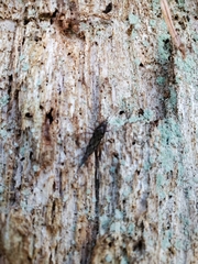 Pedetontus submutans