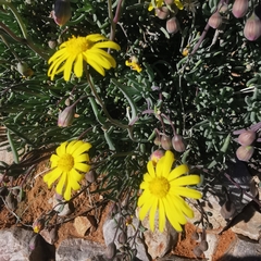 Crassothonna rechingeri