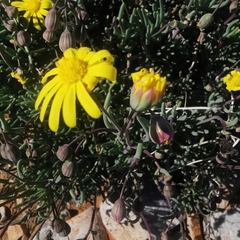 Crassothonna rechingeri