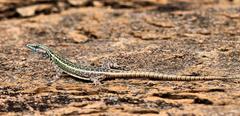 Platysaurus intermedius intermedius