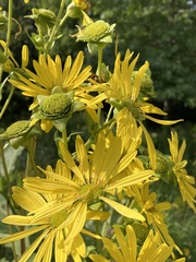 Silphium perfoliatum