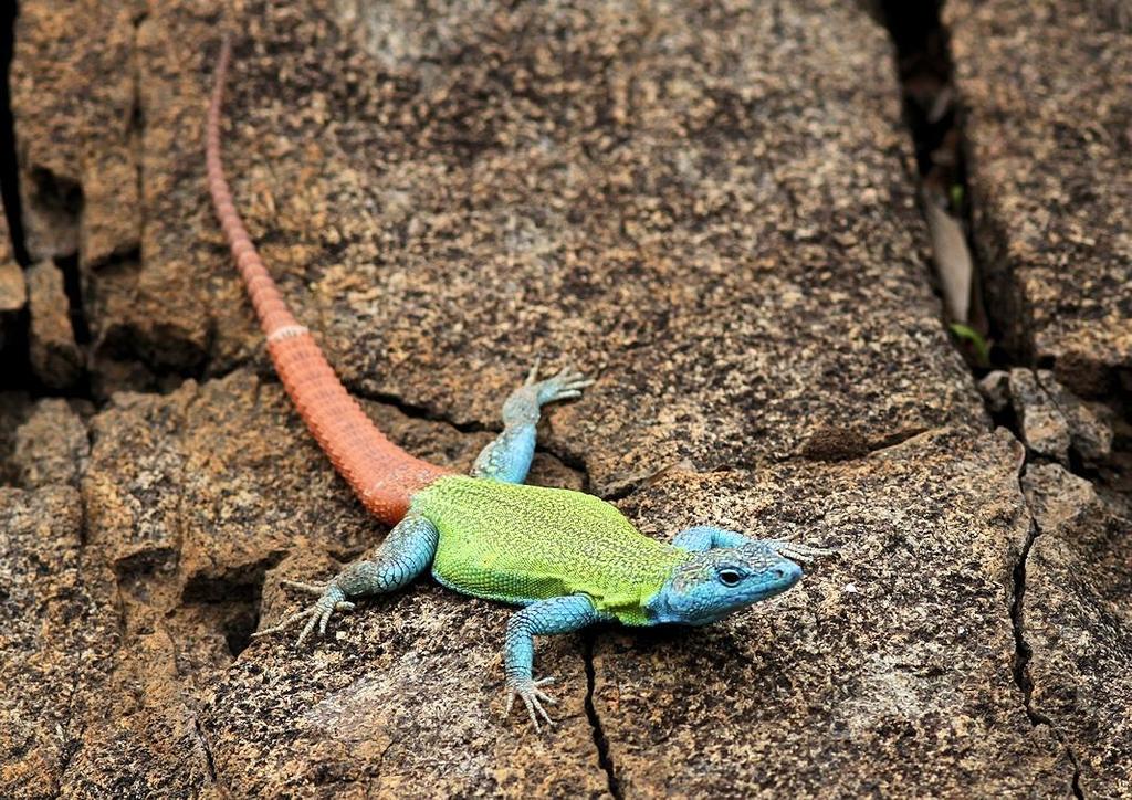 Flat fashion lizard pet