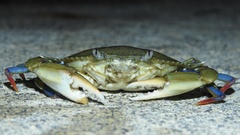 Callinectes similis