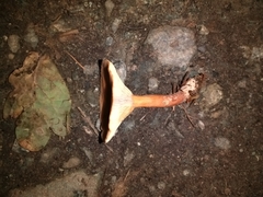 Lactarius tabidus