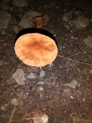 Lactarius tabidus