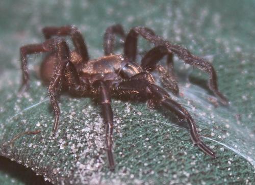 Entypesidae