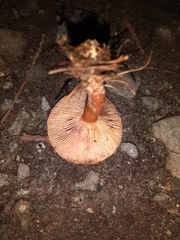 Lactarius tabidus