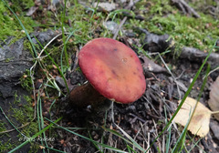 Xerocomellus fennicus