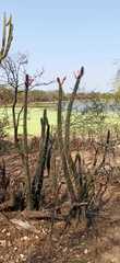 Cleistocactus baumannii