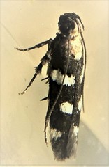 Filatima arizonella