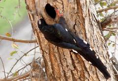 Phoeniculus purpureus marwitzi