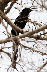 Phoeniculus purpureus marwitzi