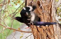 Phoeniculus purpureus marwitzi