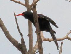 Phoeniculus purpureus marwitzi