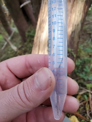 Sthereus quadrituberculatus