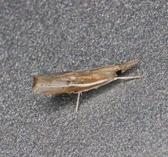 Fissicrambus profanellus