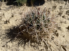 Sclerocactus cloverae