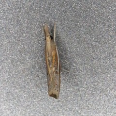 Fissicrambus profanellus