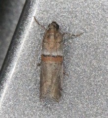 Acrobasis comptella