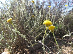 Chrysocoma tomentosa