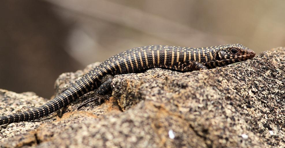 Western Giant Plated Lizard