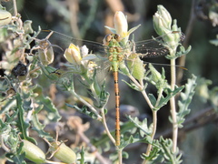 Erpetogomphus crotalinus