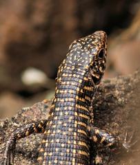 Matobosaurus validus
