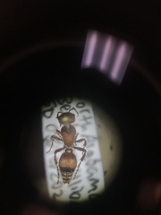 Dasymutilla scaevola