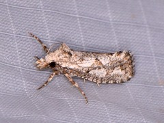 Acrolophus variabilis