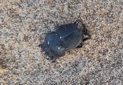 Scarabaeus semipunctatus