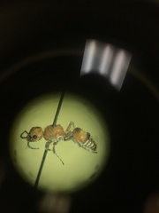 Dasymutilla scaevola