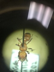 Dasymutilla scaevola